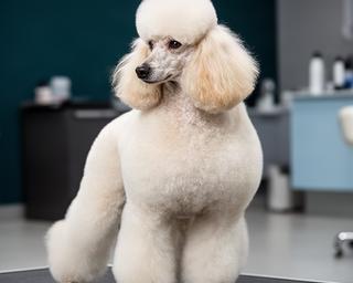 Caniche preparado con corte de exposición y patas con volumen controlado